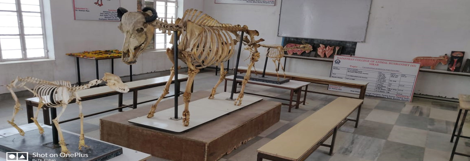 RAJASTHAN COLLEGE OF ANIMAL HUSBANDRY